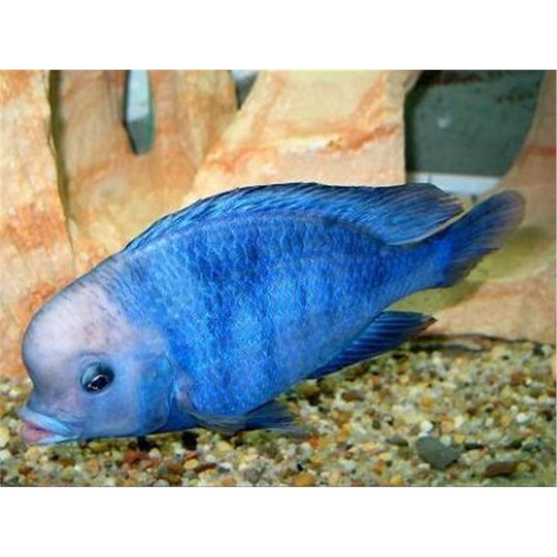 Haplochromis moorii - imagine 5